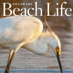 Delaware Beach Life May 2023