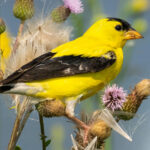 OLLI Speakers Bureau - birding